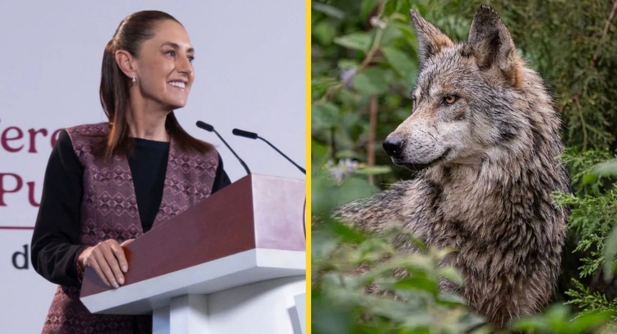 México y EU deben coordinarse para el lobo mexicano, dice Sheinbaum