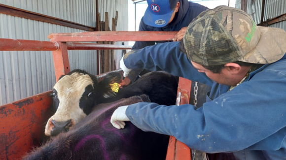 Sonora intensifica acciones contra el gusano barrenador con mosca estéril