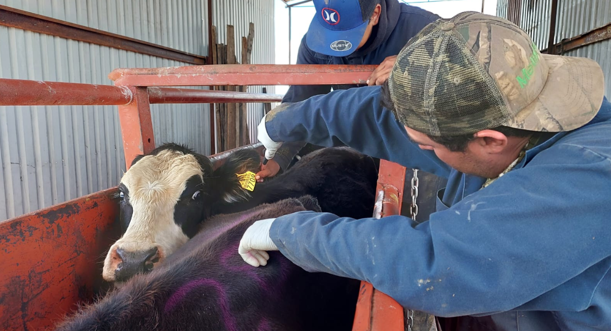 Sonora intensifica acciones contra el gusano barrenador con mosca estéril