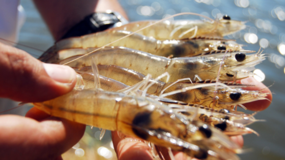 Temporada de camarón 2026-2027: Estas son las fechas para iniciar la pesca en Sonora
