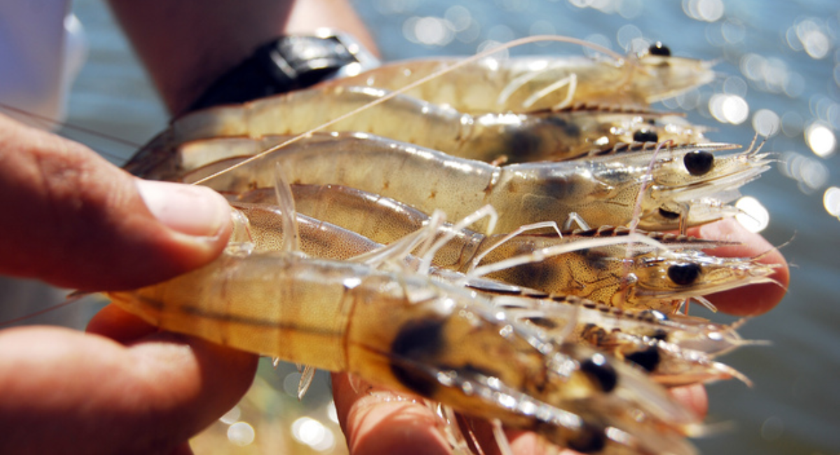 Temporada de camarón 2026-2027 Estas son las fechas para iniciar la pesca en Sonora