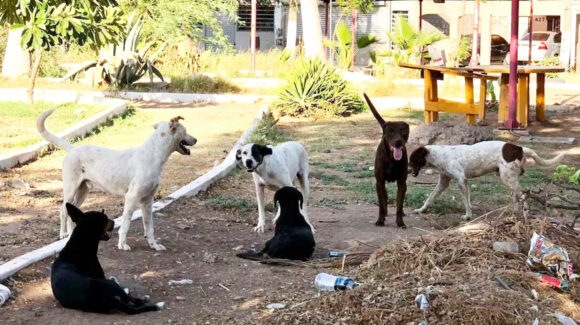 Urgen reforzar acciones contra la sobrepoblación de perros y gatos en las calles de Cajeme