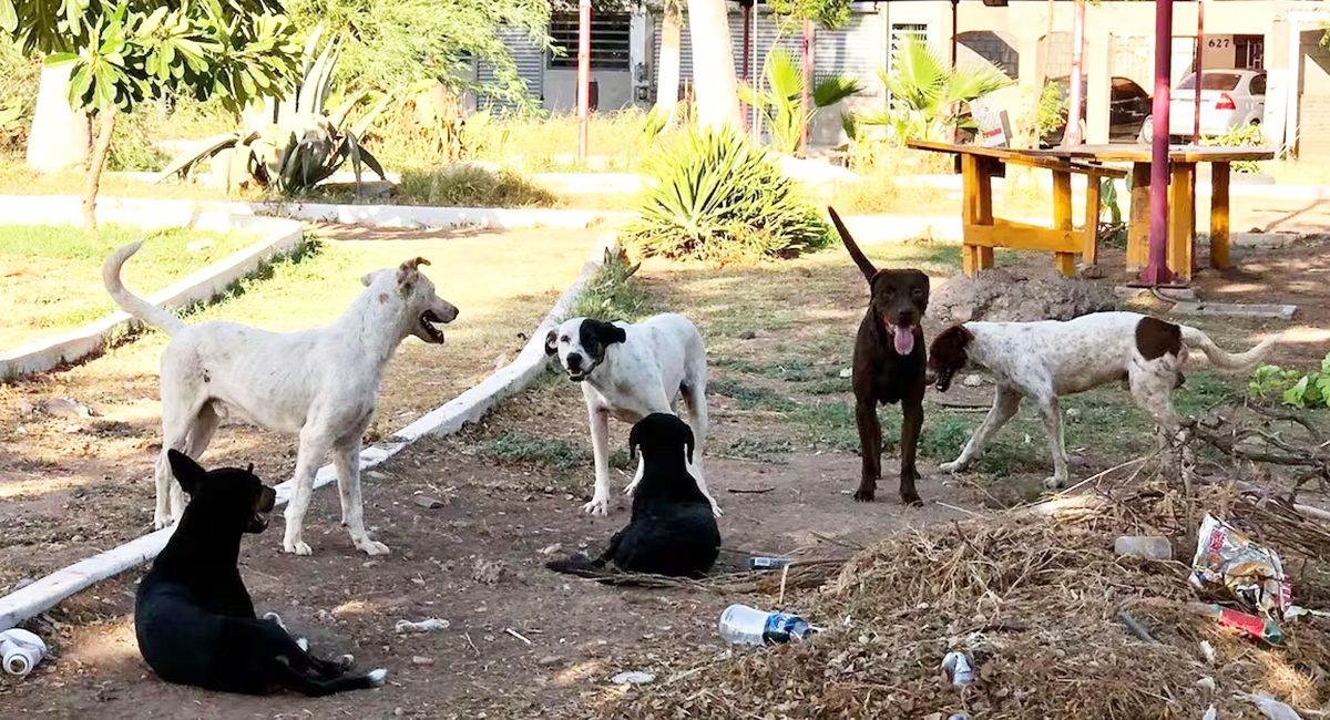 Urgen reforzar acciones contra la sobrepoblación de perros y gatos en las calles de Cajeme