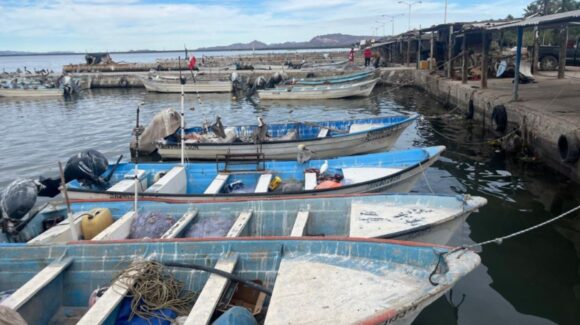 Preocupa a pescadores falta de información sobre temporada de camarón