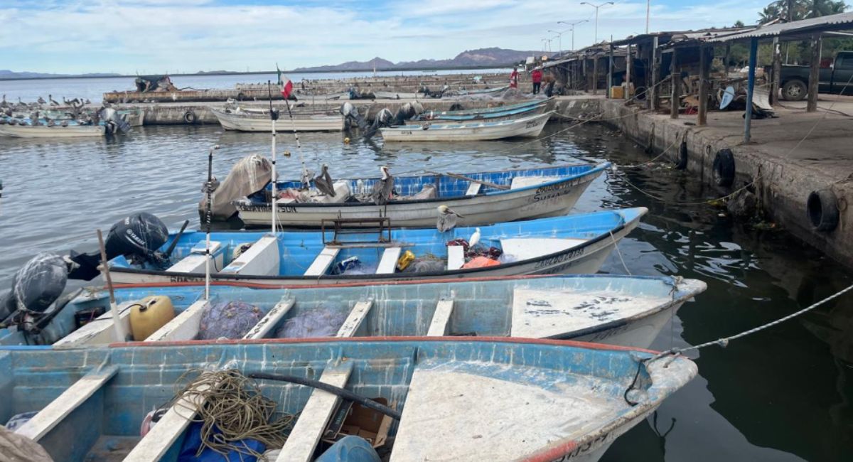 Preocupa a pescadores falta de información sobre temporada de camarón