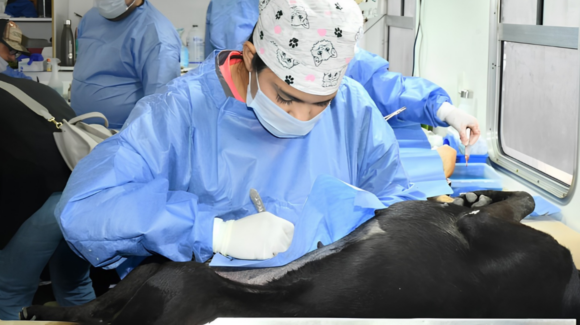 ¡Aprovecha! Gobierno de Hermosillo anuncia calendario de esterilizaciones del 26 al 31 de octubre