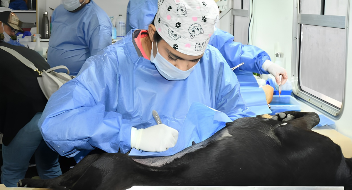 ¡Aprovecha! Gobierno de Hermosillo anuncia calendario de esterilizaciones del 26 al 31 de octubre