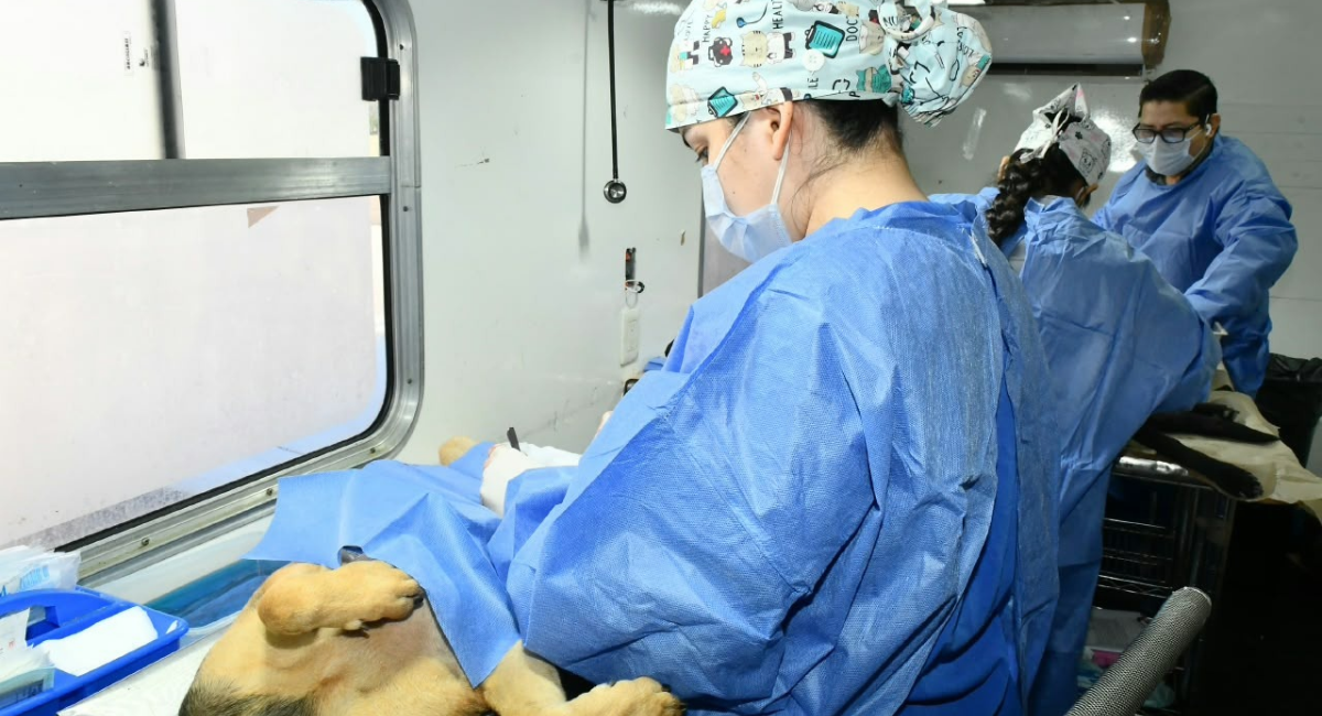 ¡Aprovecha! Gobierno de Hermosillo anuncia calendario de esterilizaciones del 26 al 31 de octubre