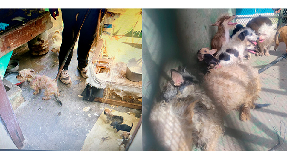 AMIC rescata a 22 perros tras cateo a casa de Ciudad Obregón; vivían bajo abandono y maltrato