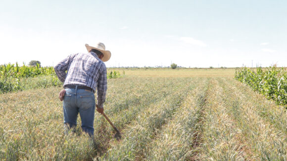 Agricultores de Sonora podrán acceder a descuentos y créditos para comprar insumos agrícolas: Sader