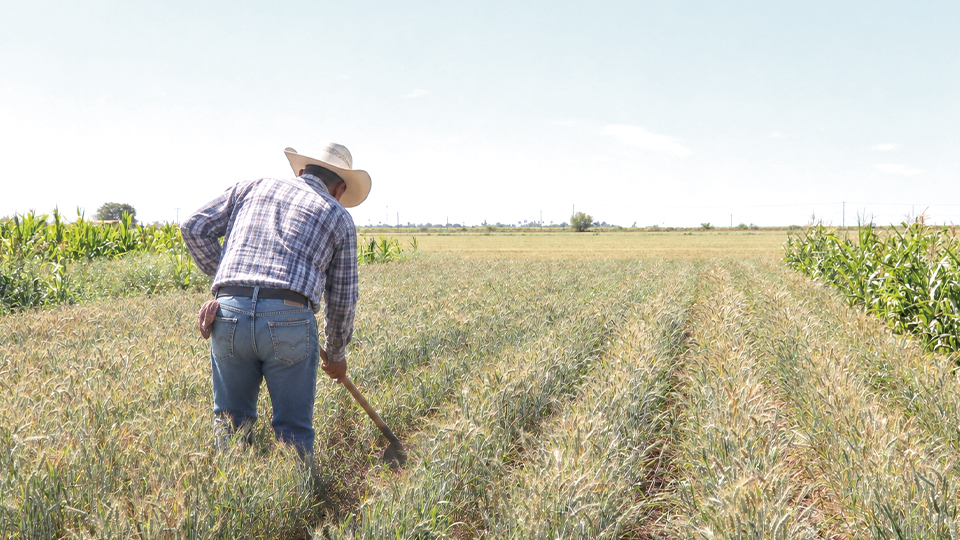 Agricultores de Sonora podrán acceder a descuentos y créditos para comprar insumos agrícolas: Sader