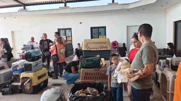 Animalistas de Empalme refuerzan esterilizaciones para frenar la sobrepoblación de perros y gatos