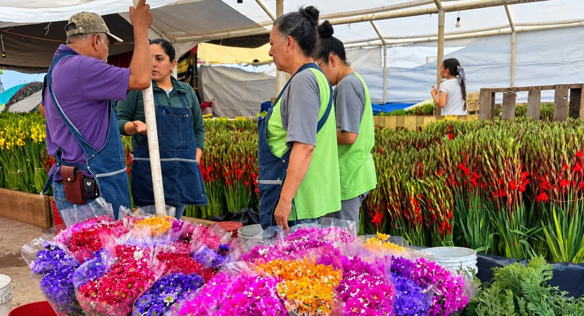 Aumenta hasta 80% el precio de la flor para el Día de Muertos