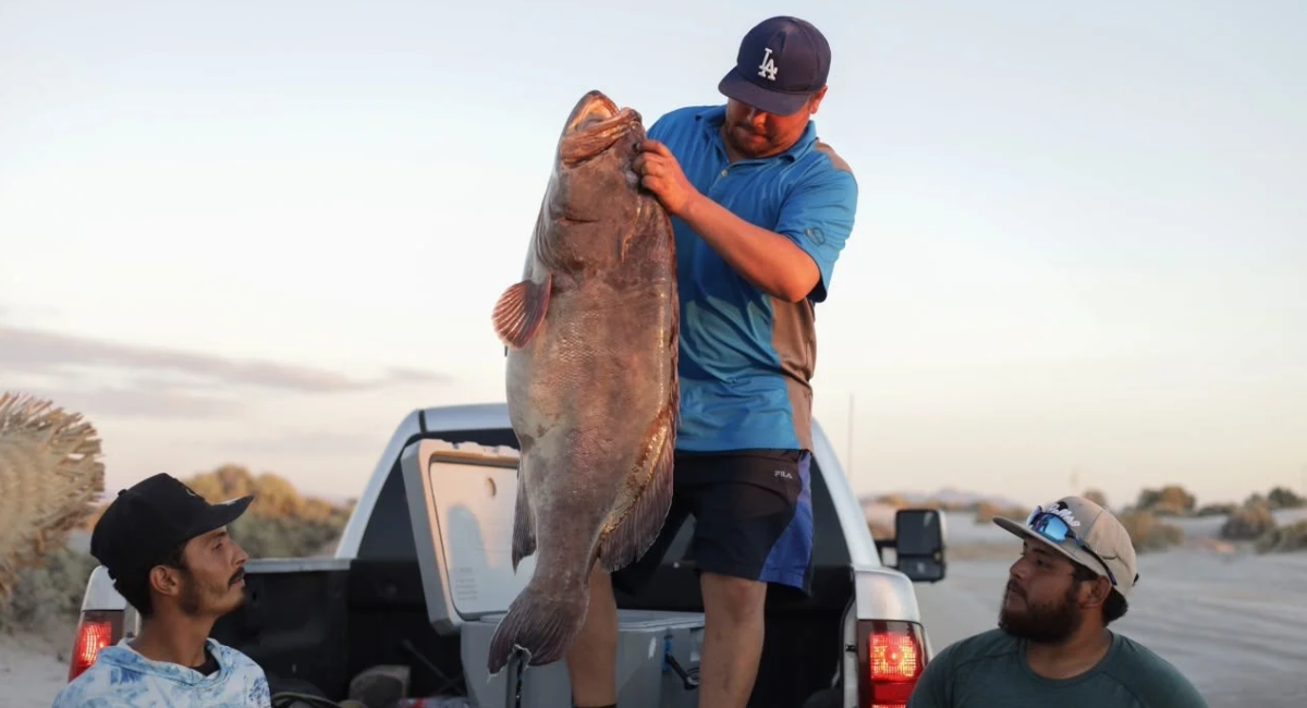 Con saldo blanco y más de 12 mil visitantes, concluye con éxito el festival Lobos 2026 en Caborca