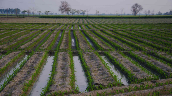 Conagua programa riego con agua de presa Ignacio R. Alatorre para ciclo 2026-2027