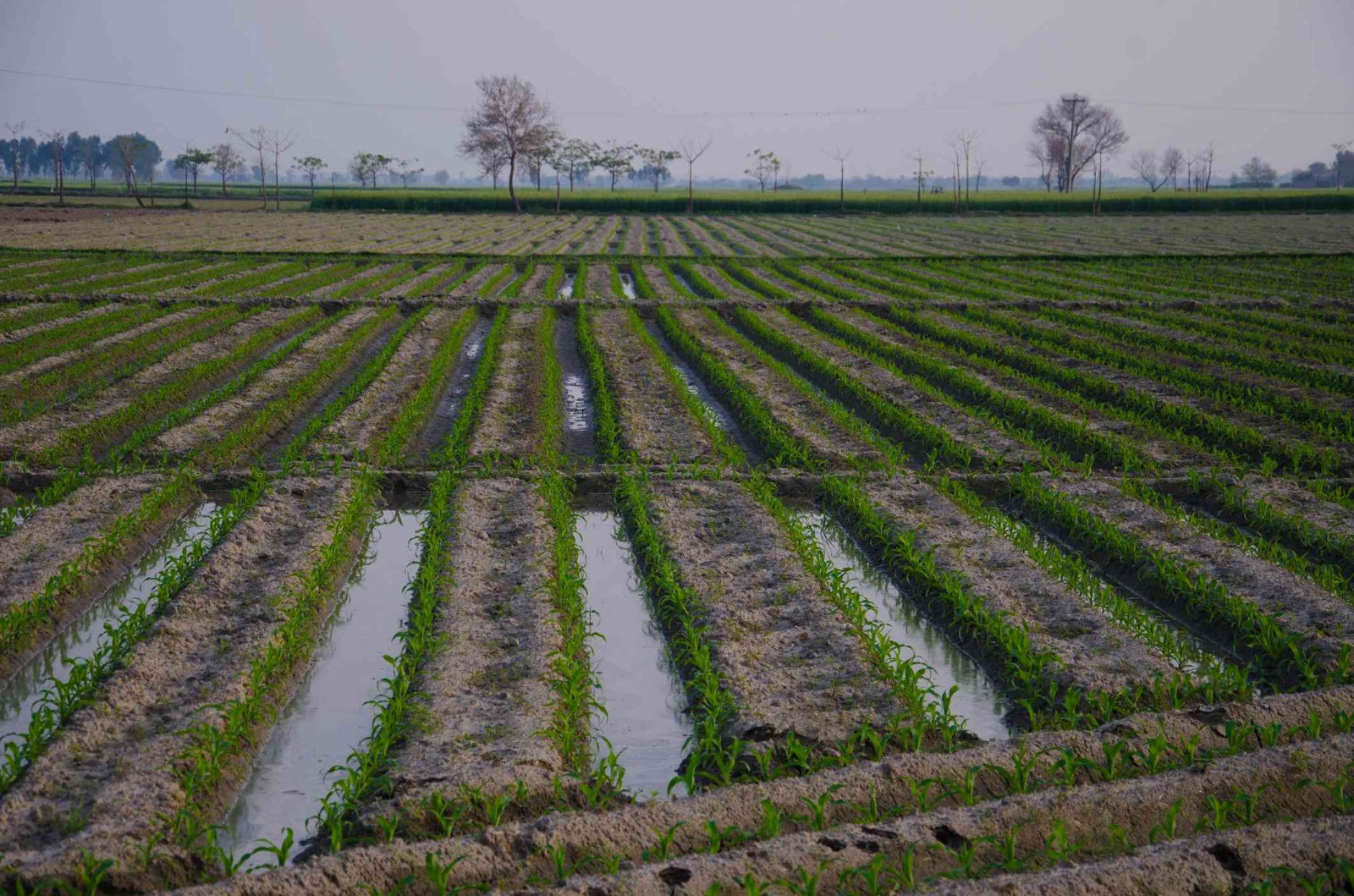 Conagua programa riego con agua de presa Ignacio R. Alatorre para ciclo 2026-2027
