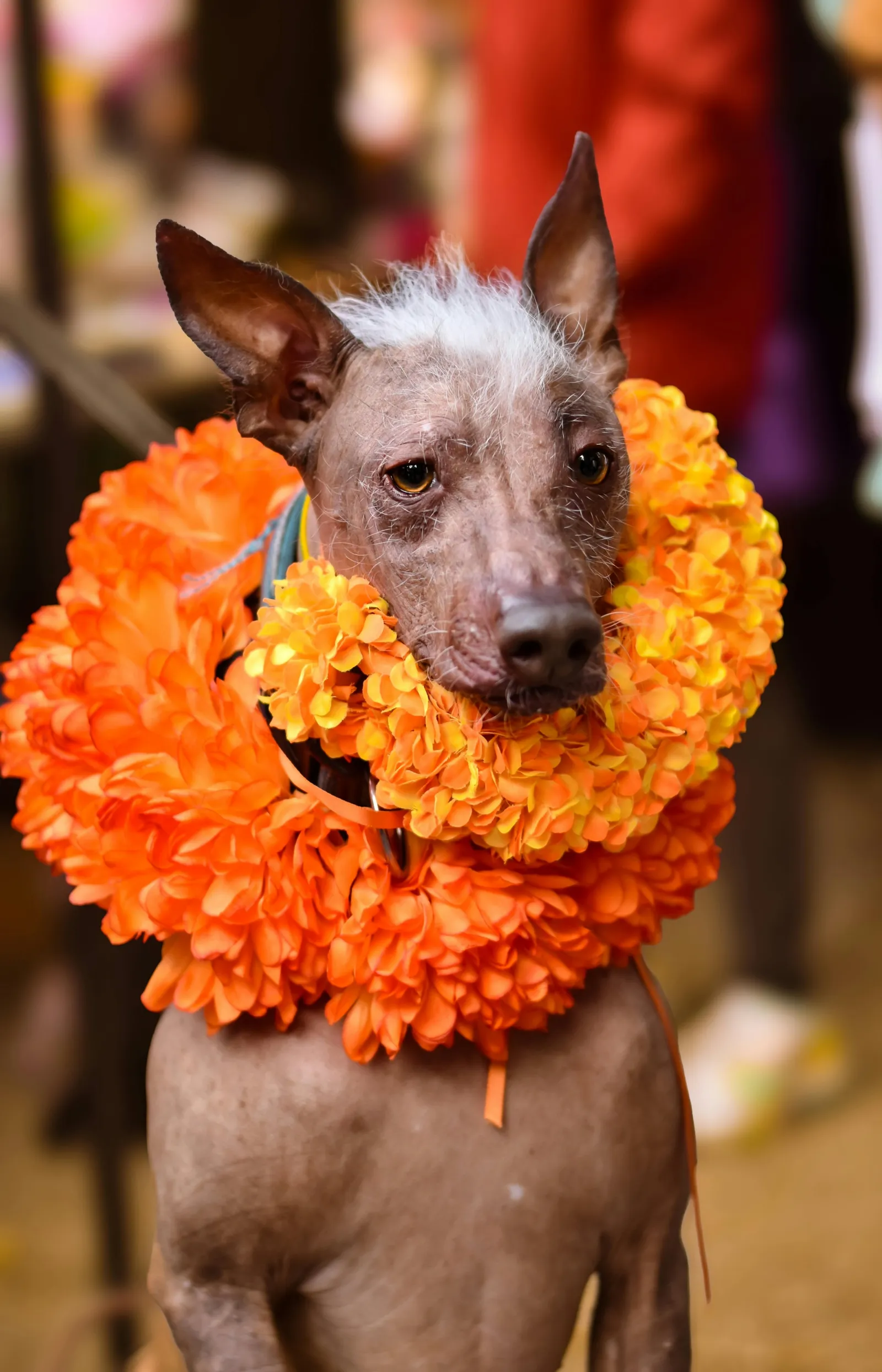 Declaran al xoloitzcuintle Patrimonio Cultural Inmaterial de CDMX; buscan preservar saberes y tradiciones asociados a la raza