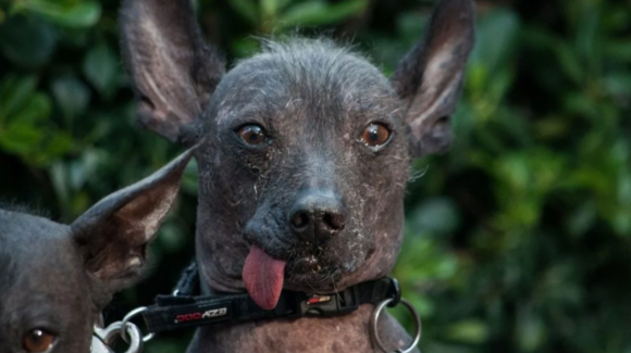 Declaran al xoloitzcuintle Patrimonio Cultural Inmaterial de CDMX; buscan preservar saberes y tradiciones asociados a la raza
