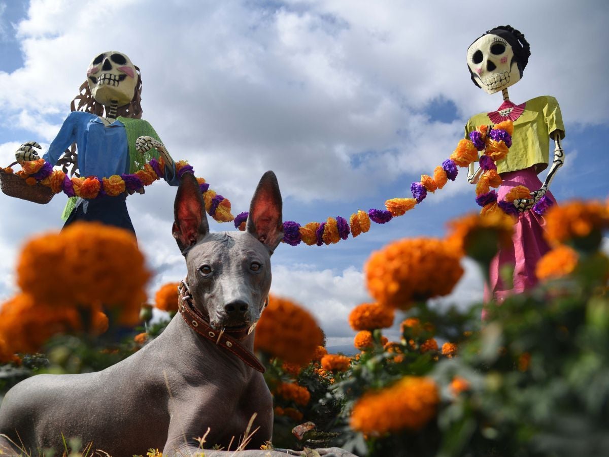 Declaran al xoloitzcuintle Patrimonio Cultural Inmaterial de CDMX; buscan preservar saberes y tradiciones asociados a la raza