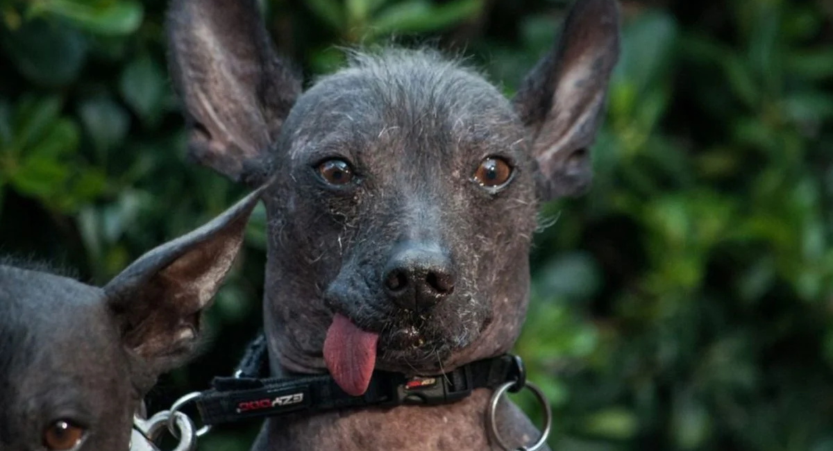 Declaran al xoloitzcuintle Patrimonio Cultural Inmaterial de CDMX; buscan preservar saberes y tradiciones asociados a la raza