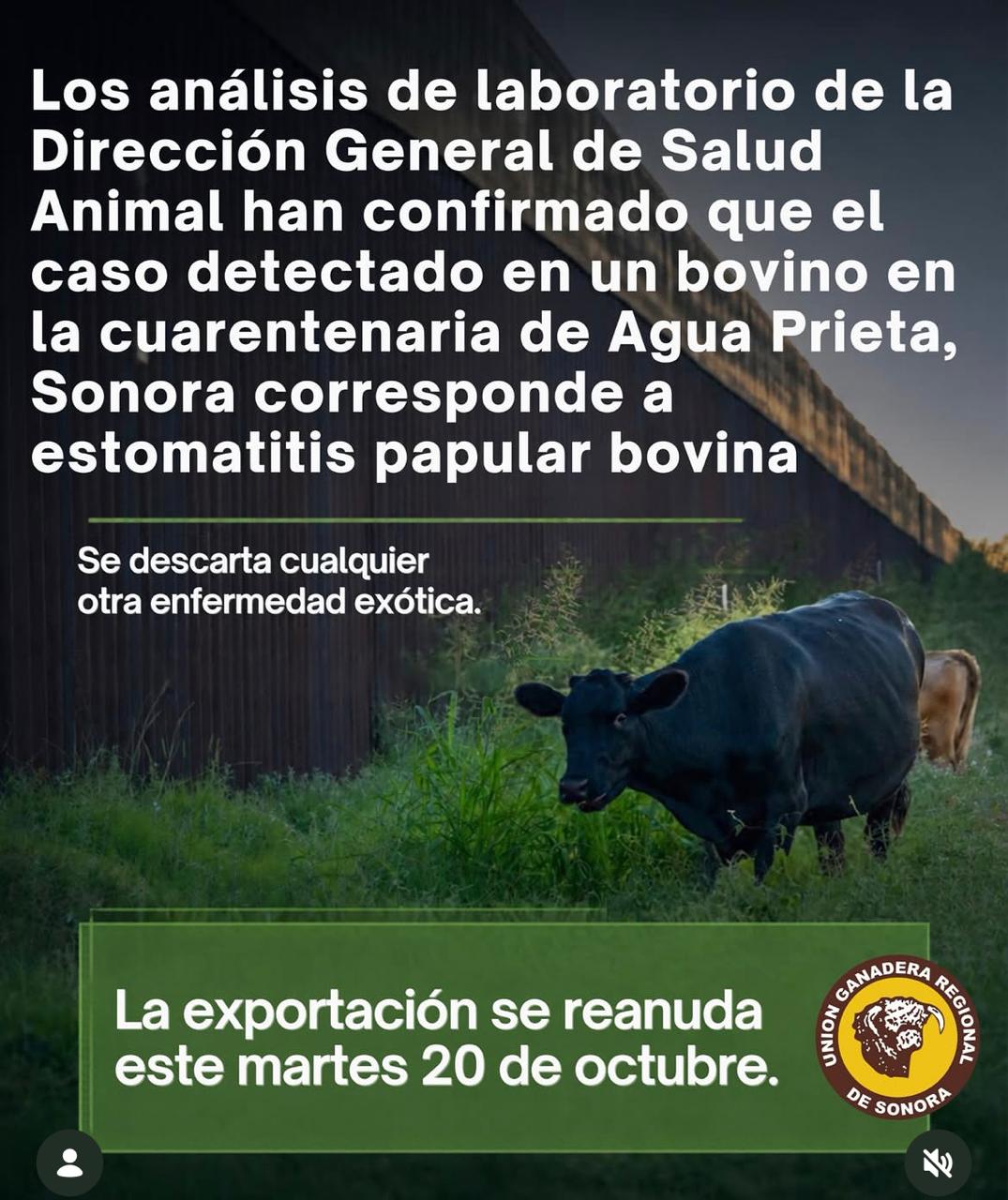 Descarta laboratorio fiebre aftosa en muestra de ganado de Sonora; analizan lesión detectada
