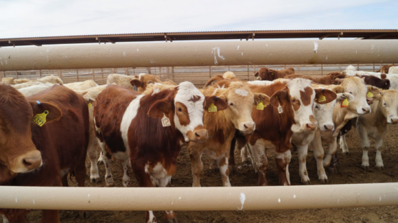 Sonora reanudará exportación de ganado por Agua Prieta el 20 de octubre tras análisis
