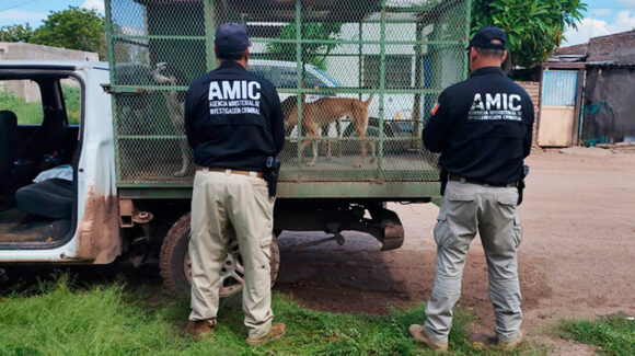 Desnutridos y con garrapatas: AMIC rescata a tres perros abandonados en vivienda de Ciudad Obregón