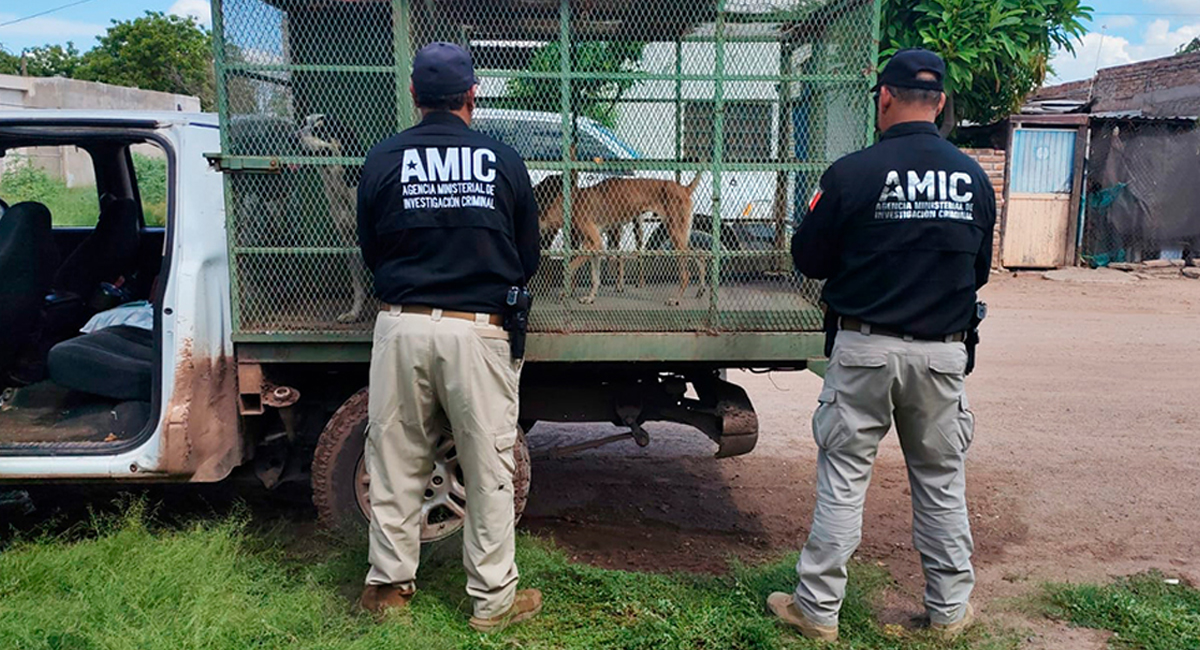 Desnutridos y con garrapatas: AMIC rescata a tres perros abandonados en vivienda de Ciudad Obregón