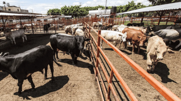 Durazo anuncia reapertura de exportación de ganado por Nogales para el 30 de noviembre