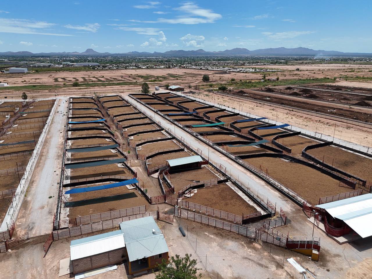 Durazo busca duplicar exportación de ganado en Sonora pasarán de mil 300 a 3 mil cabezas diarias