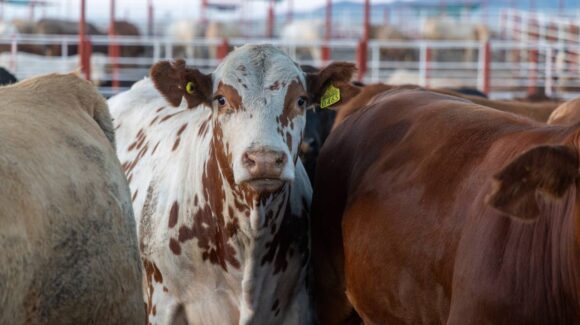 Durazo busca duplicar exportación de ganado en Sonora: Pasarán de mil 300 a 3 mil cabezas diarias