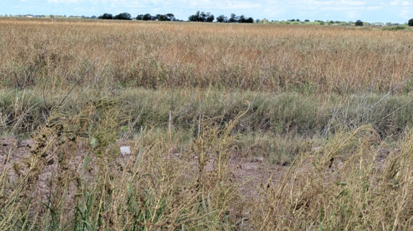 Escasez de agua amenaza cultivos del Valle del Yaqui y afecta la producción de alimentos