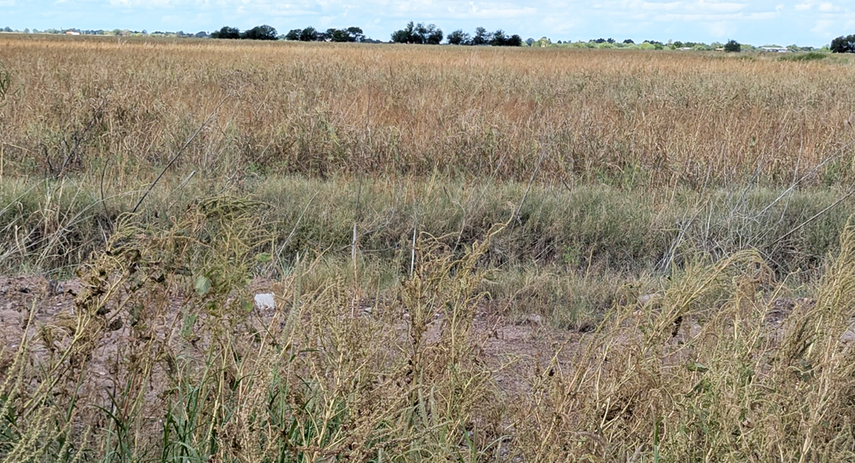 Escasez de agua amenaza cultivos del Valle del Yaqui y afecta la producción de alimentos