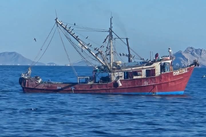 Flota guaymense sale muy diezmada por camarón