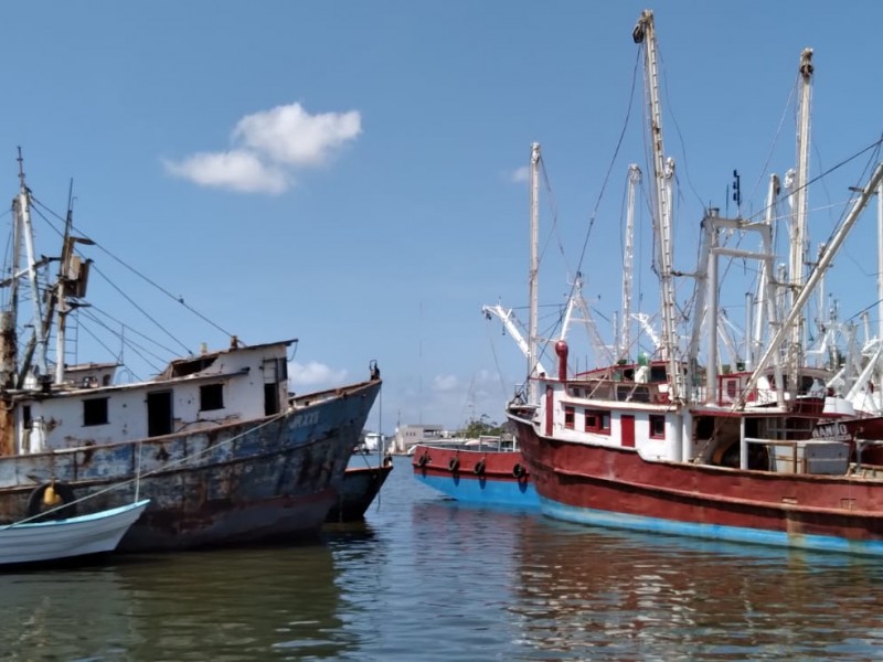 Flota guaymense sale muy diezmada por camarón
