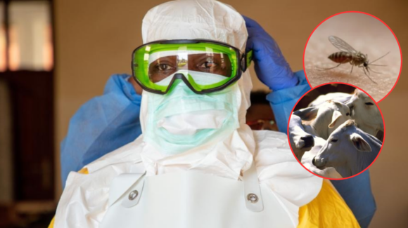 Francia registra la primera muerte humana por el virus Shamonda: ¿Cómo se contagia?