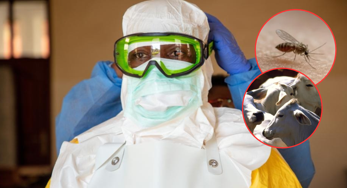 Francia registra la primera muerte humana por el virus Shamonda: ¿Cómo se contagia?