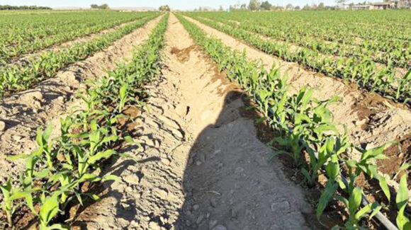 Huracán ‘Polo’ no dejó daños en las siembras adelantadas del ciclo agrícola en el Yaqui