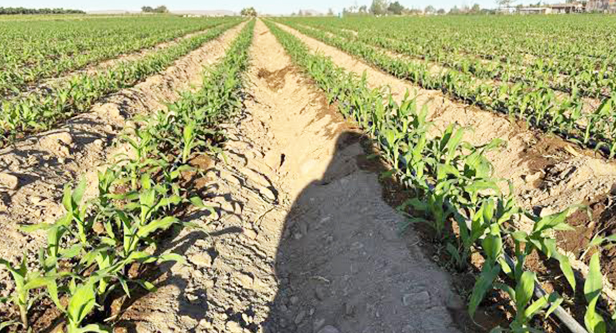 Huracán ‘Polo’ no dejó daños en las siembras adelantadas del ciclo agrícola en el Yaqui