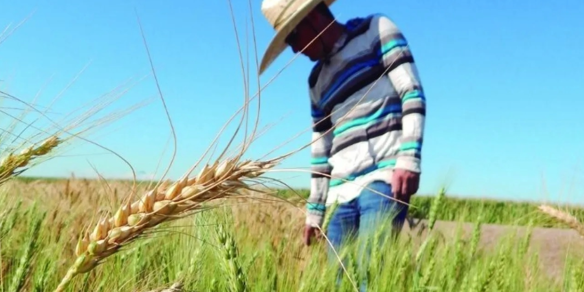 Inicio del ciclo agrícola en el Valle del Mayo se retrasa
