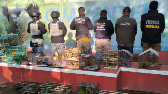 Interpol detiene a 233 personas y rescata más de mil animales exóticos en América Latina