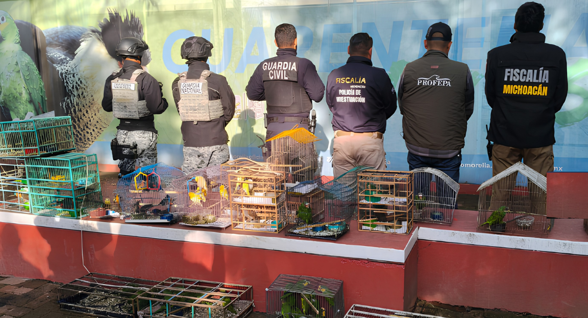 Interpol detiene a 233 personas y rescata más de mil animales exóticos en América Latina