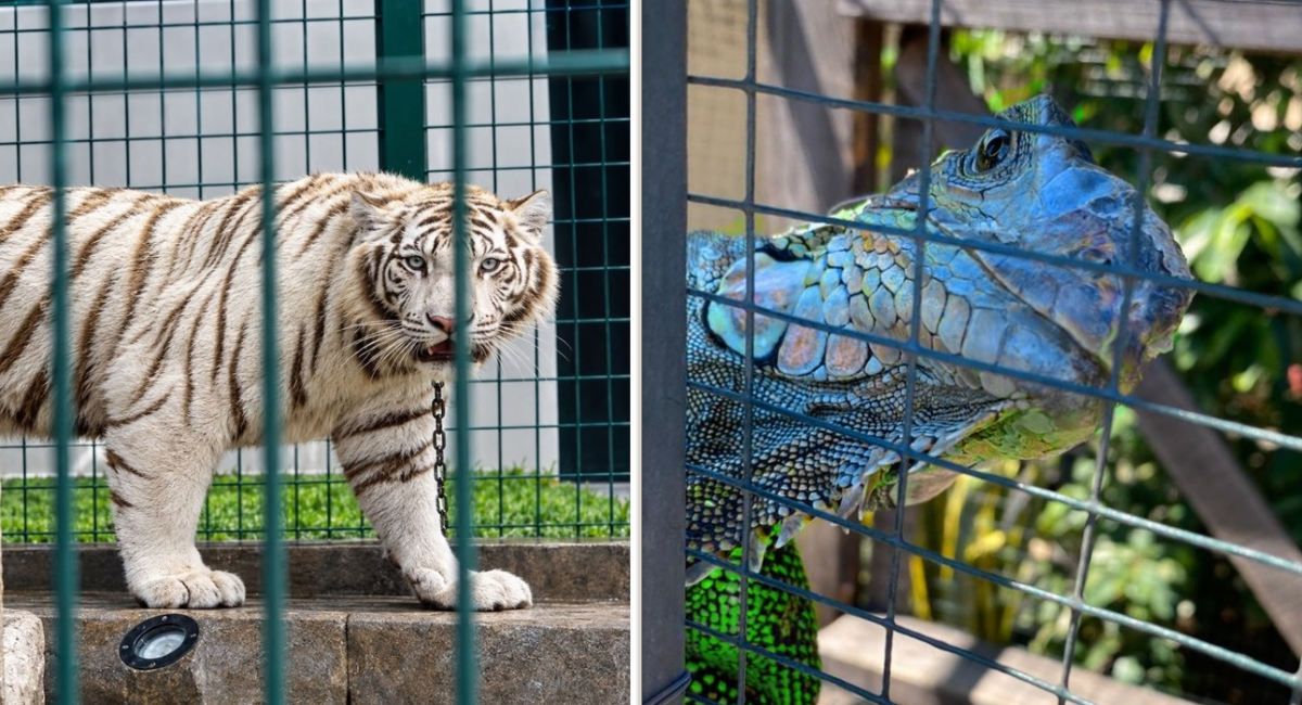 Interpol detiene a 233 personas y rescata más de mil animales exóticos en América Latina