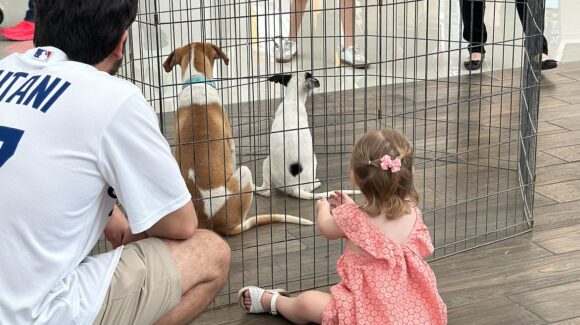 Hermosillo: La asociación Patitas Callejeras realiza feria de adopciones en Galerías Mall
