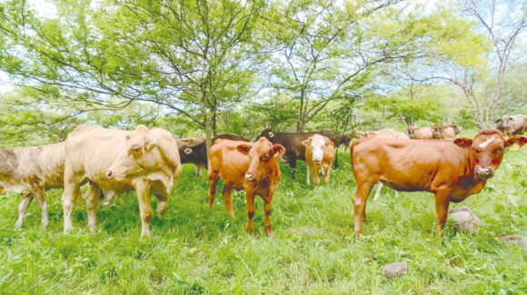 Lluvias de ‘Polo’ dejan más beneficios que daños al sector ganadero del valle del Yaqui
