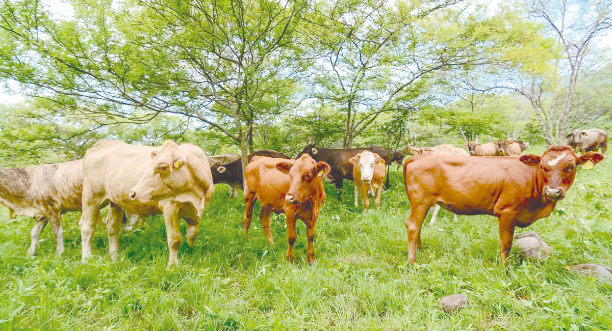 Lluvias de ‘Polo’ dejan más beneficios que daños al sector ganadero del valle del Yaqui