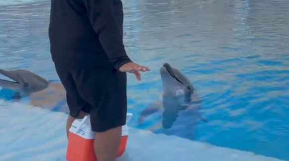 Muere Moana, delfín de 3 años, en el Delfinario de San Carlos; esperan necropsia