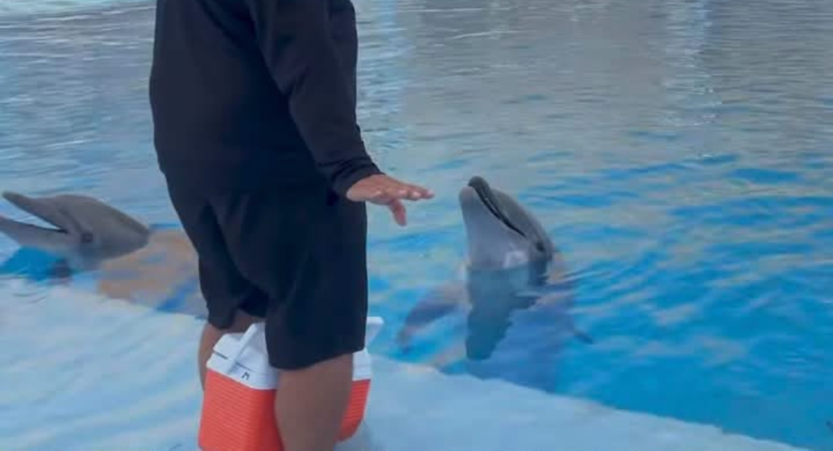 Muere Moana, delfín de 3 años, en el Delfinario de San Carlos; esperan necropsia