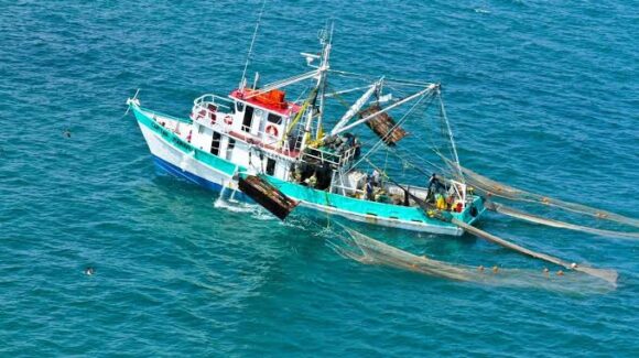 Pesca camaronera de altura en Guaymas mantiene producción regular en 2026–2027