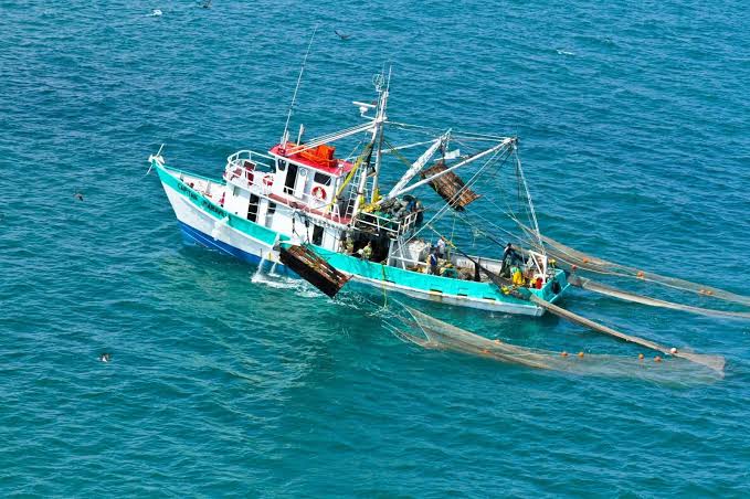 Pesca camaronera de altura en Guaymas mantiene producción regular en 2026–2027